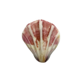 Concha de Mar Mediana #2