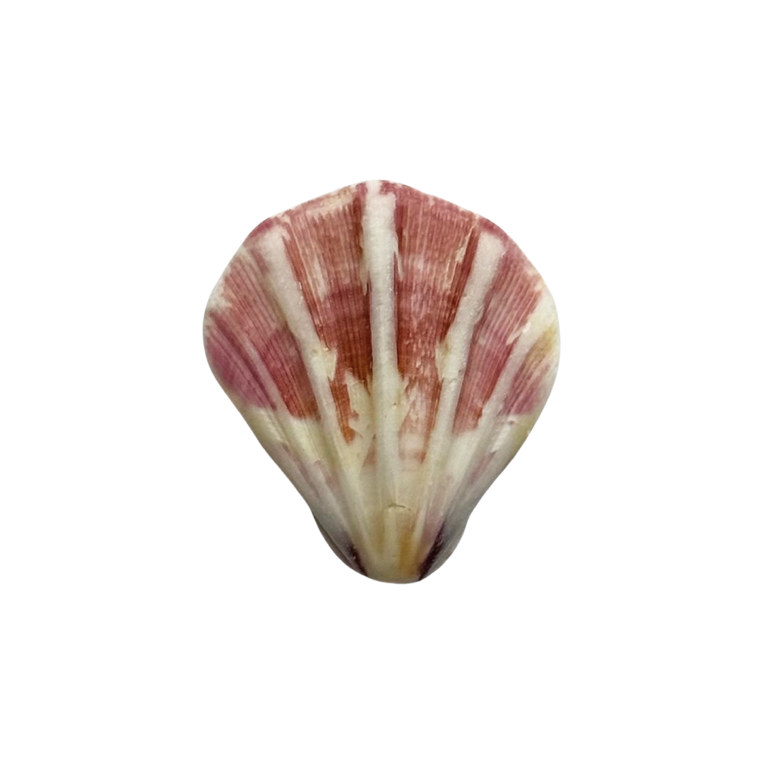Concha de Mar Mediana #2