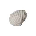 Concha de Mar Blanca