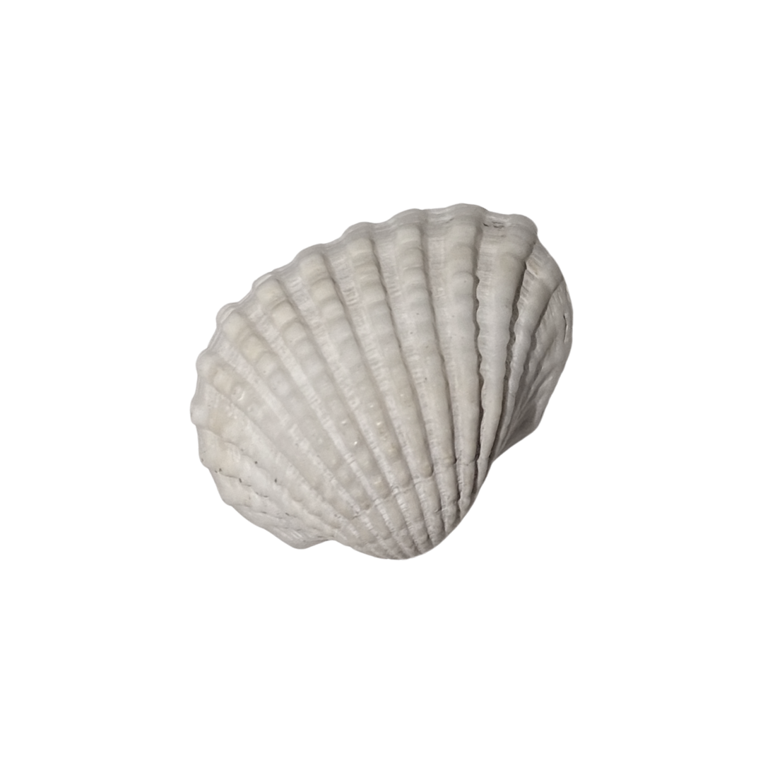 Concha de Mar Blanca