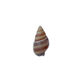 Caracola Natural Colores