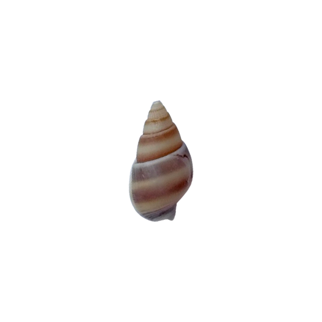 Caracola Natural Colores