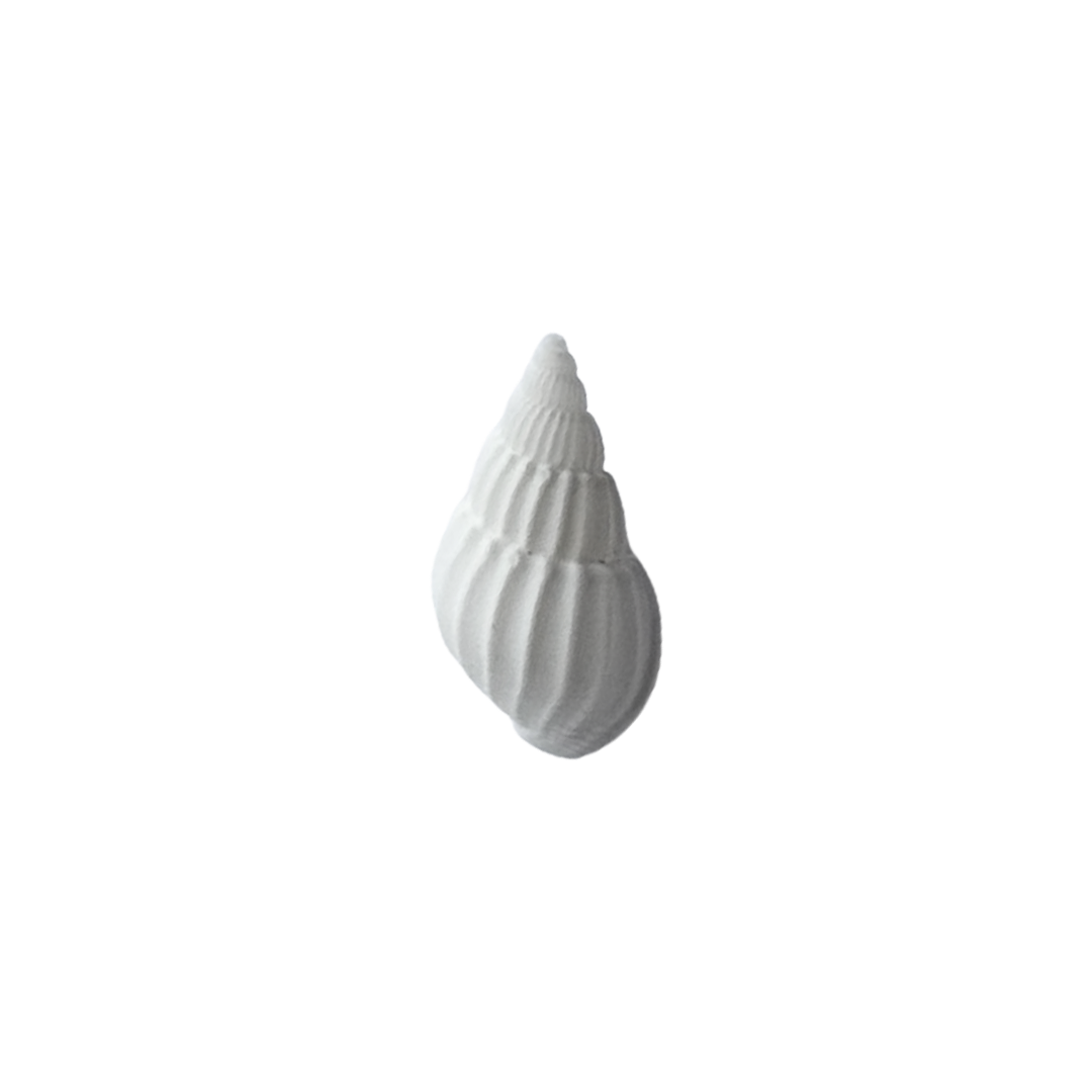 Caracola Natural Blanca